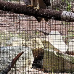 Squam Lakes Natural Science Center - Holderness
