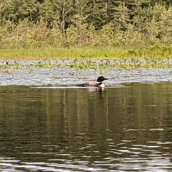 Squam River Canoe Trail - Holderness