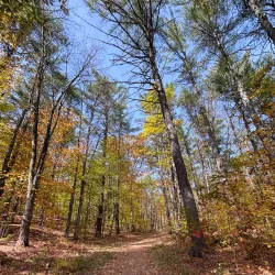 Whitten Woods Conservation Area - Holderness