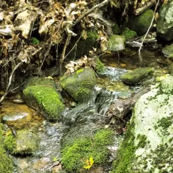 Whitten Woods Conservation Area - Holderness