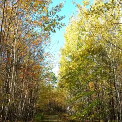Whitten Woods Conservation Area - Holderness