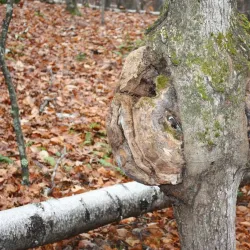 Horatio Colony Nature Preserve - Keene