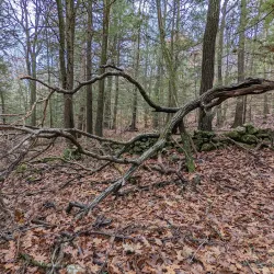 Horatio Colony Nature Preserve - Keene