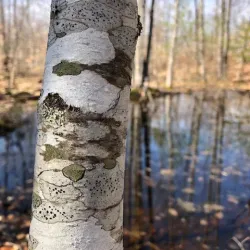 Moose Mountain Regional Greenways - Littleton