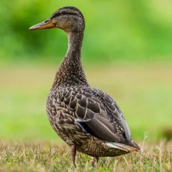 Lake Massabesic - Manchester