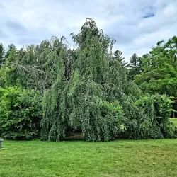 Greeley Park - Nashua