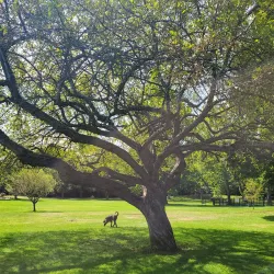 Greeley Park - Nashua