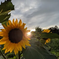 Greeley Park - Nashua