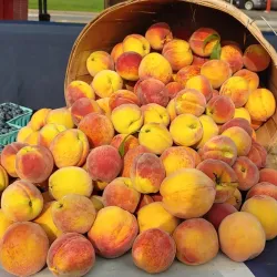 Wakefield Farmers Market - Wakefield