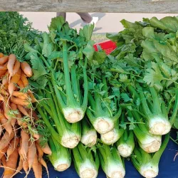 Wakefield Farmers Market - Wakefield