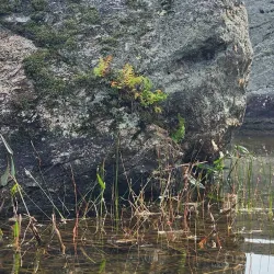 Willard Pond State Park - Whitefield
