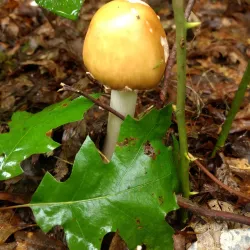 Long Beach Island - Barnegat