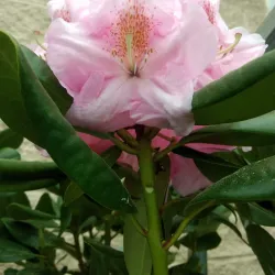 Long Beach Island - Barnegat