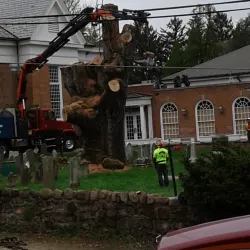 The Old Oak Tree - Basking Ridge
