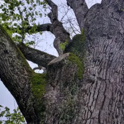 The Old Oak Tree - Basking Ridge