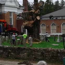 The Old Oak Tree - Basking Ridge