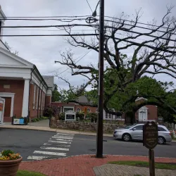 The Old Oak Tree - Basking Ridge