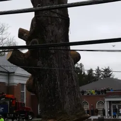 The Old Oak Tree - Basking Ridge