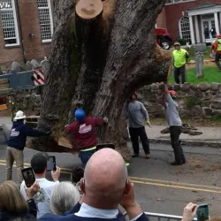 The Old Oak Tree - Basking Ridge