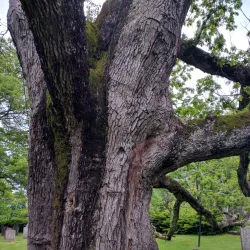 The Old Oak Tree - Basking Ridge