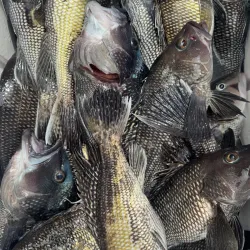 Beach Haven Fishing Pier - Beach Haven