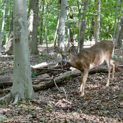 Flat Rock Brook Nature Center - Bergen County