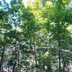 Blackwood Historical Walking Tour - Blackwood