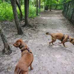 Blackwood Historical Walking Tour - Blackwood