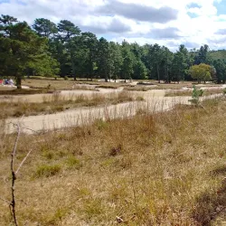 Pine Acres Golf Course - Blackwood