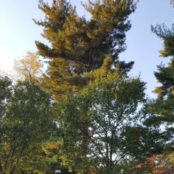 Pine Acres Golf Course - Blackwood