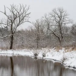 Tall Pines State Preserve - Blackwood