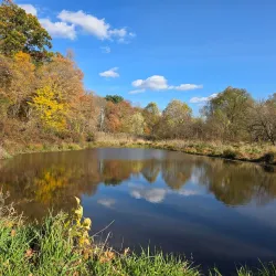 Tall Pines State Preserve - Blackwood
