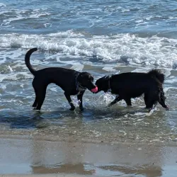 Bradley Beach Dog Park - Bradley Beach