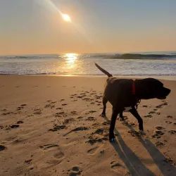 Bradley Beach Dog Park - Bradley Beach