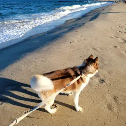 Bradley Beach Dog Park - Bradley Beach