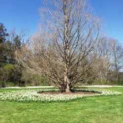 Colonial Park - Bridgewater