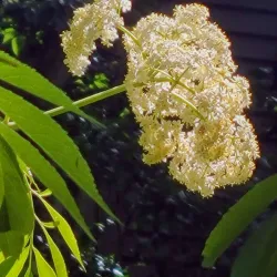 Cape May Bird Observatory - Cape May Court House