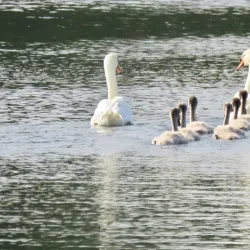 Cape May Bird Observatory - Cape May Court House