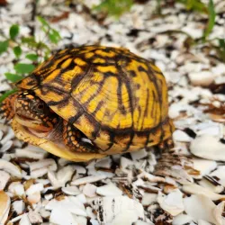 Cape May National Wildlife Refuge - Cape May Court House