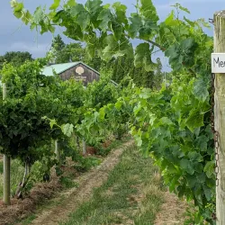 Cape May Winery & Vineyard - Cape May Court House