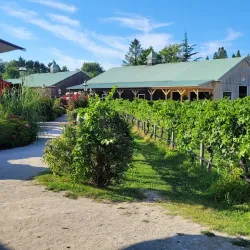 Cape May Winery & Vineyard - Cape May Court House