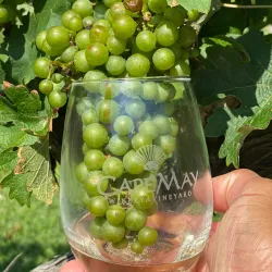 Cape May Winery & Vineyard - Cape May Court House