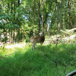Cresskill Nature Preserve - Cresskill