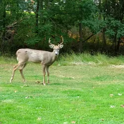 Roosevelt Park (Nearby) - Dunellen