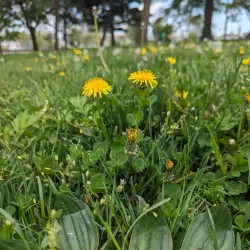 Elizabeth River Park - Elizabeth