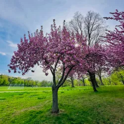 Warinanco Park - Elizabeth