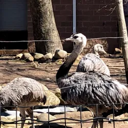 Bergen County Zoo - Hackensack