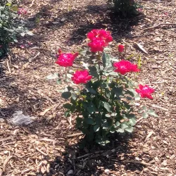 Veterans Memorial Park - Hackensack