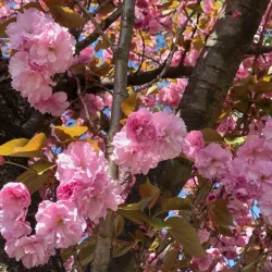 Harrington Park Community Park - Harrington Park