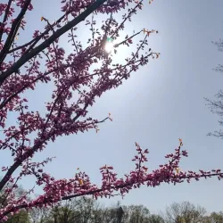 Harrington Park Community Park - Harrington Park